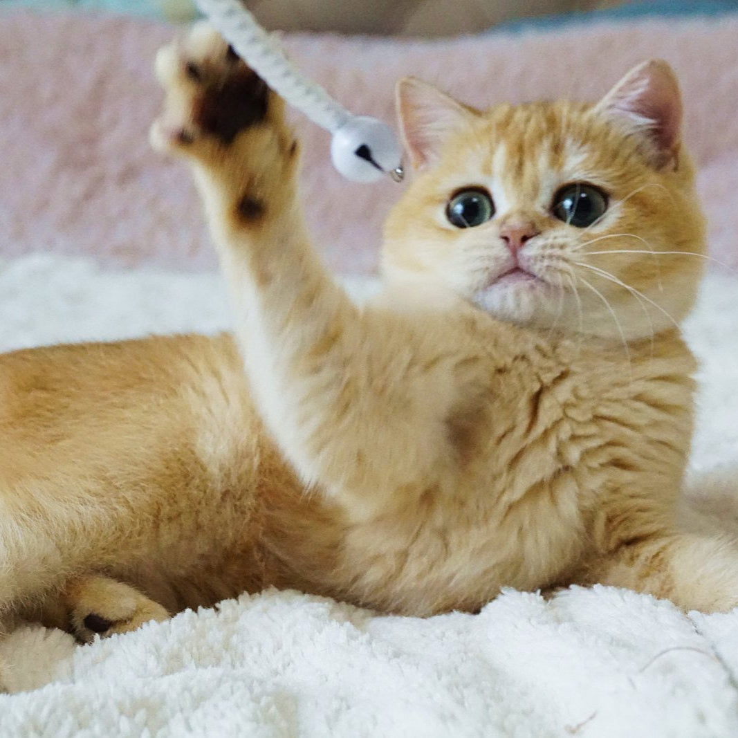 
                  
                    Fluffy
                  
                