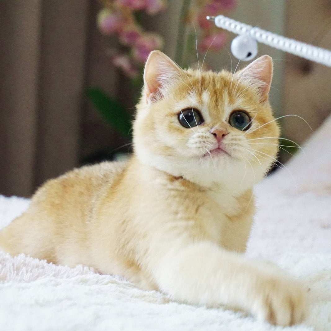 
                  
                    Fluffy
                  
                