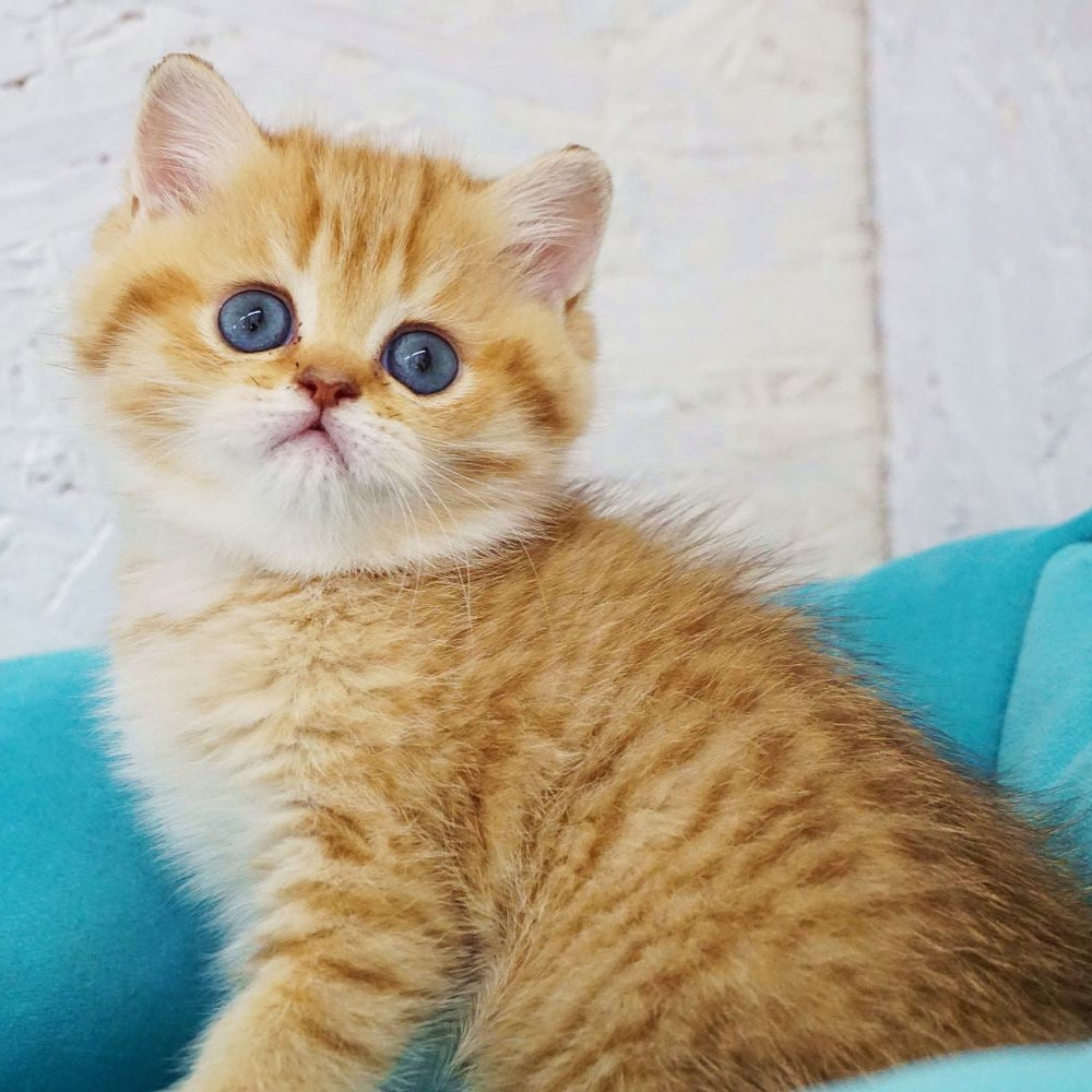 Lili