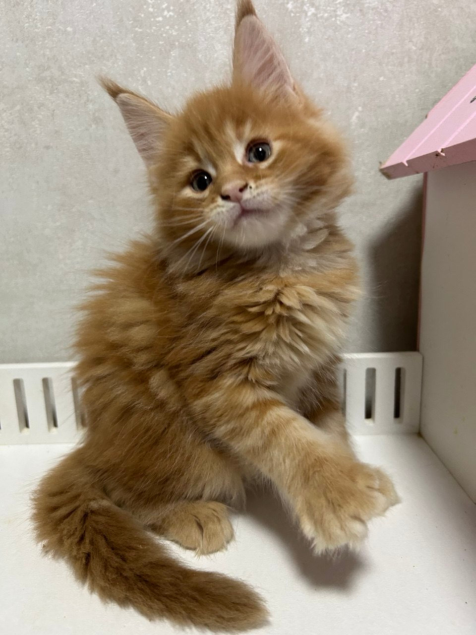 
                  
                    Oscar
                  
                