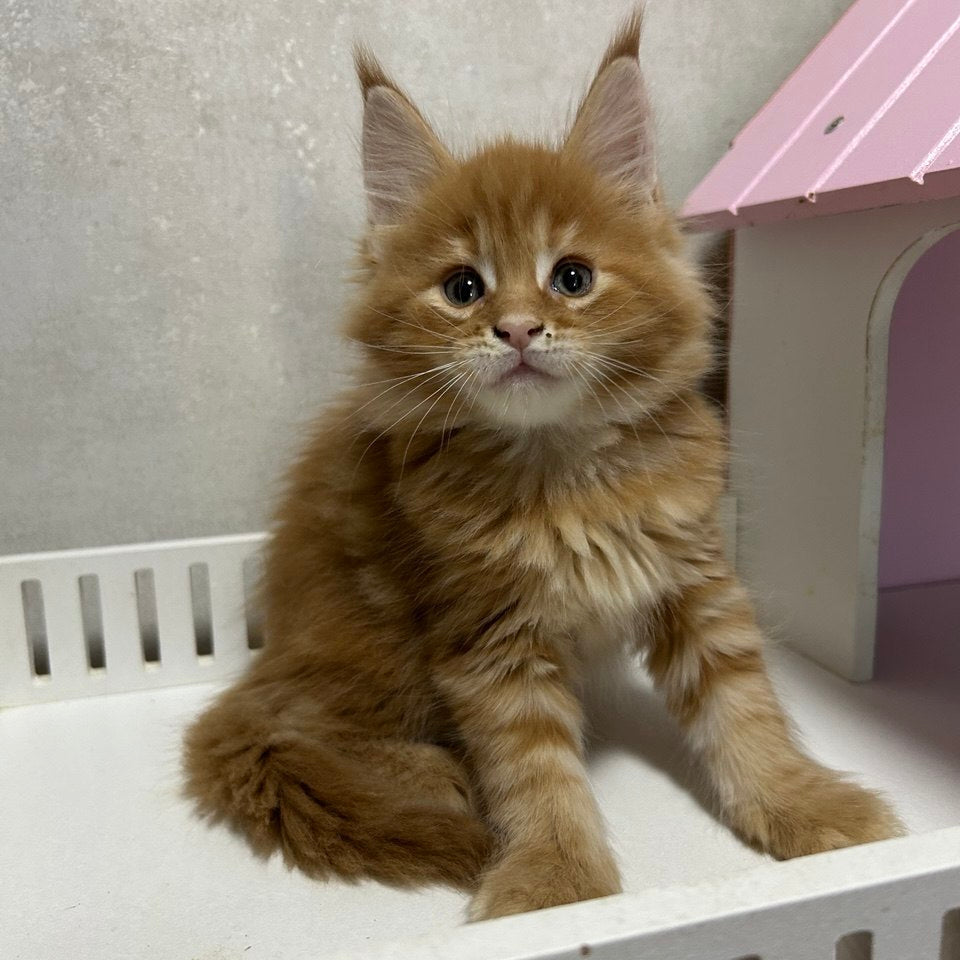 
                  
                    Oscar
                  
                
