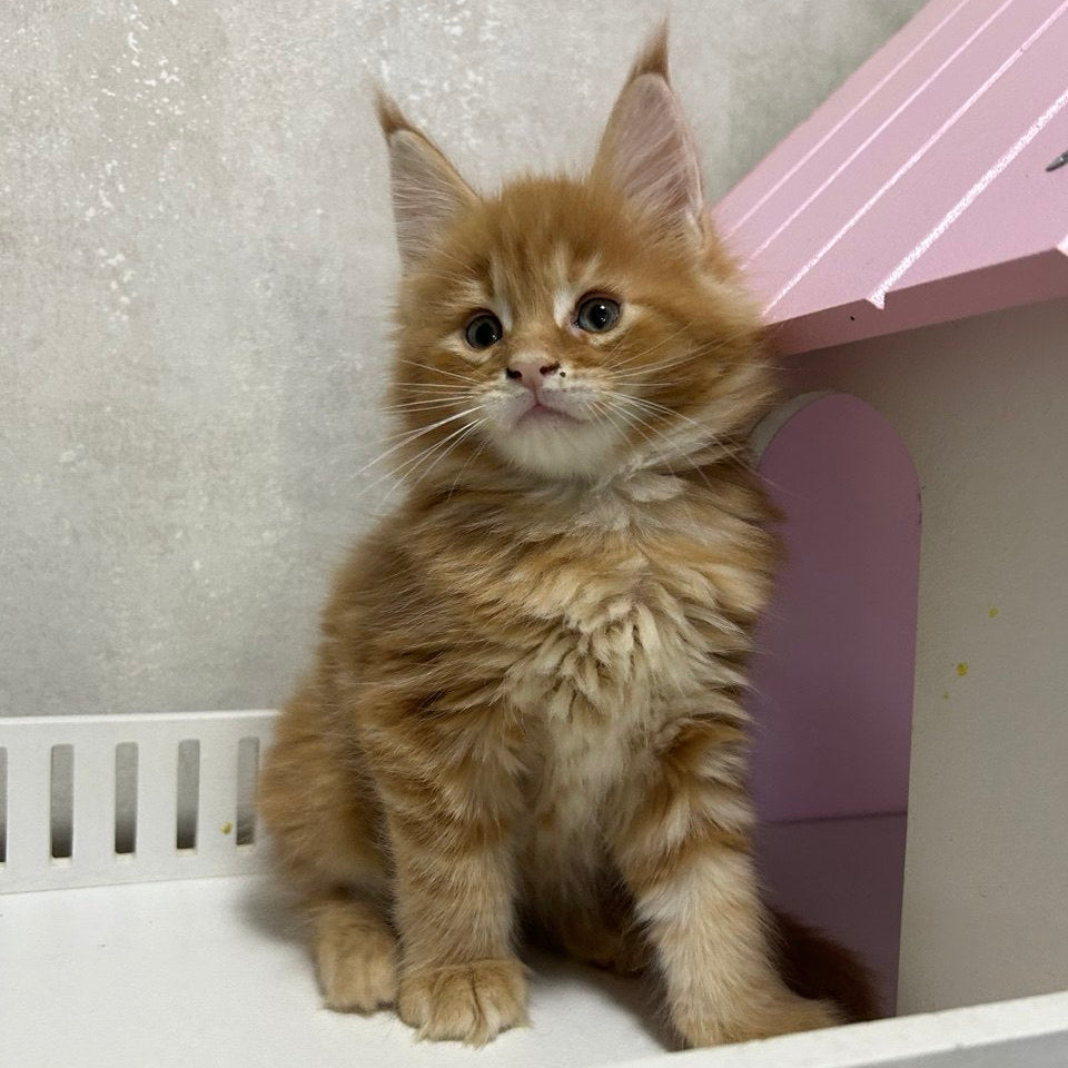 
                  
                    Oscar
                  
                