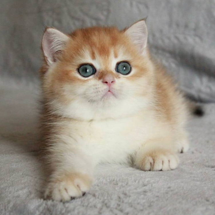 Khan