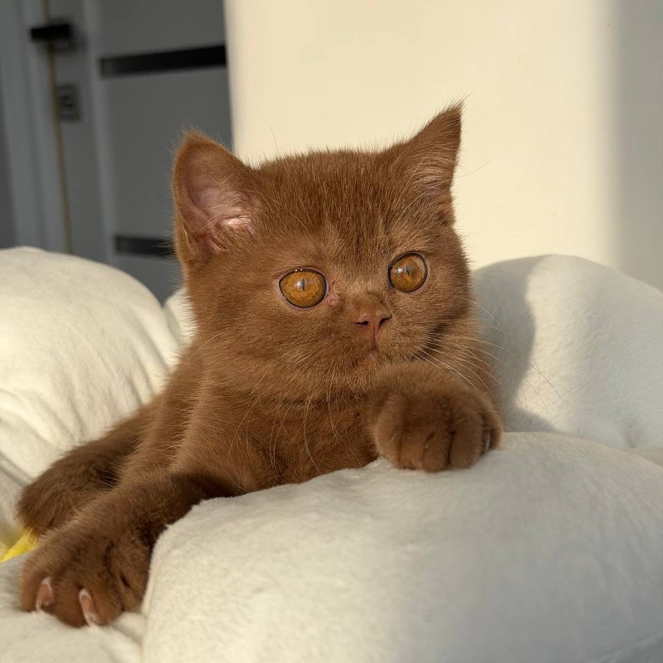 
                  
                    Sabrina
                  
                