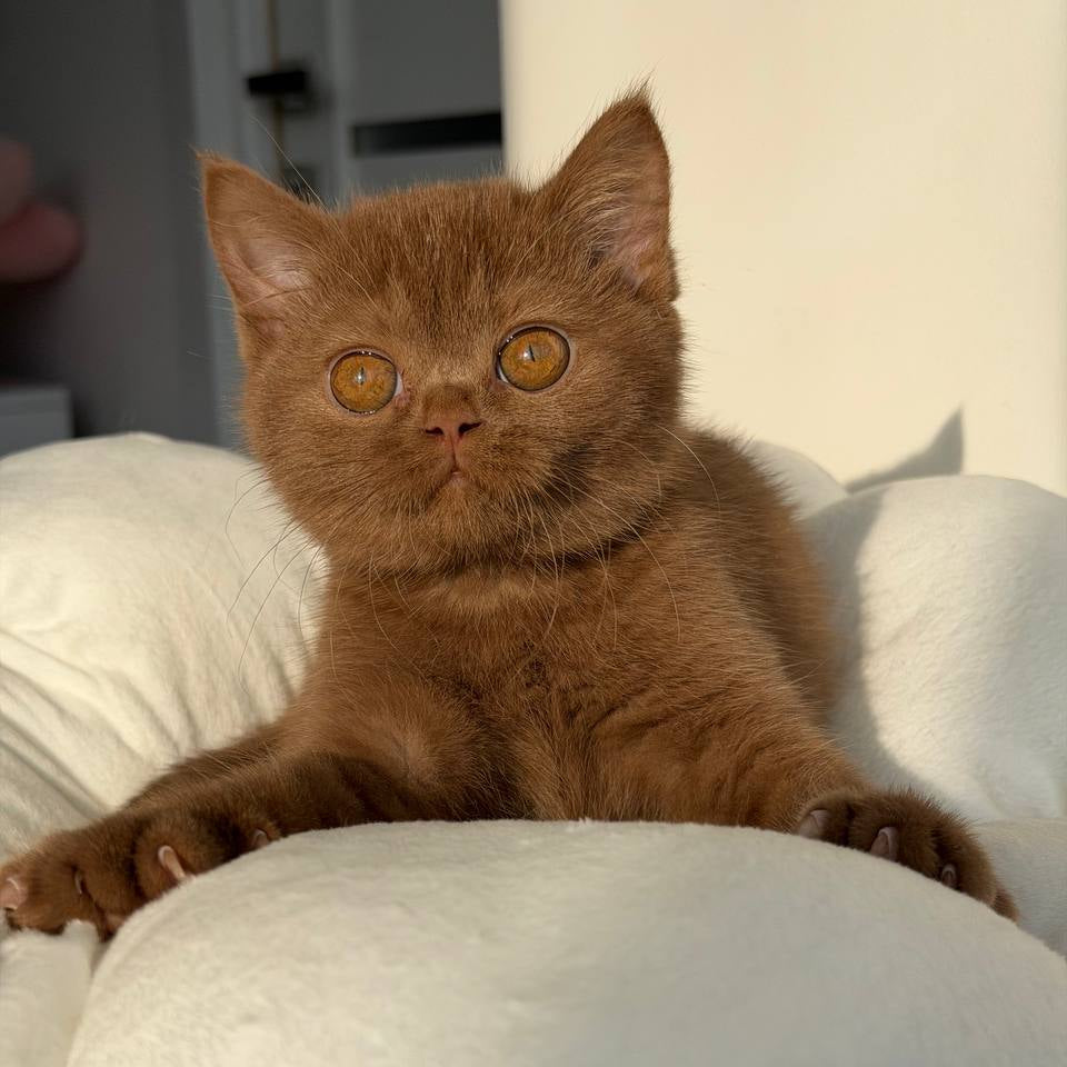 
                  
                    Sabrina
                  
                