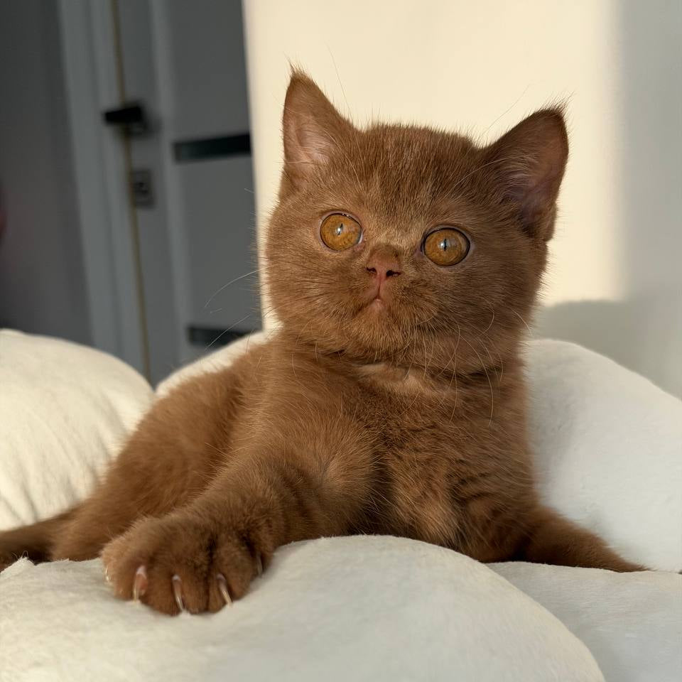 
                  
                    Sabrina
                  
                