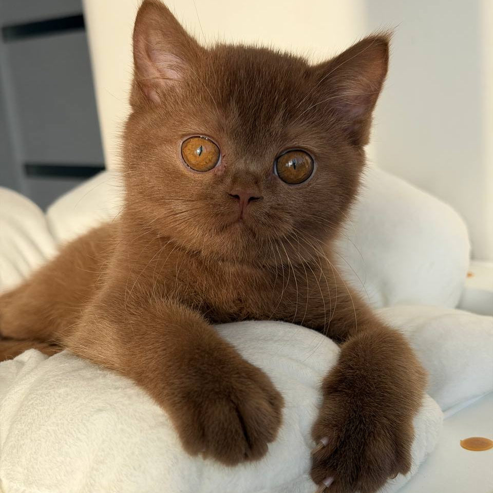 
                  
                    Sabrina
                  
                