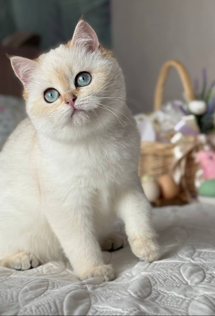 
                  
                    Umka
                  
                