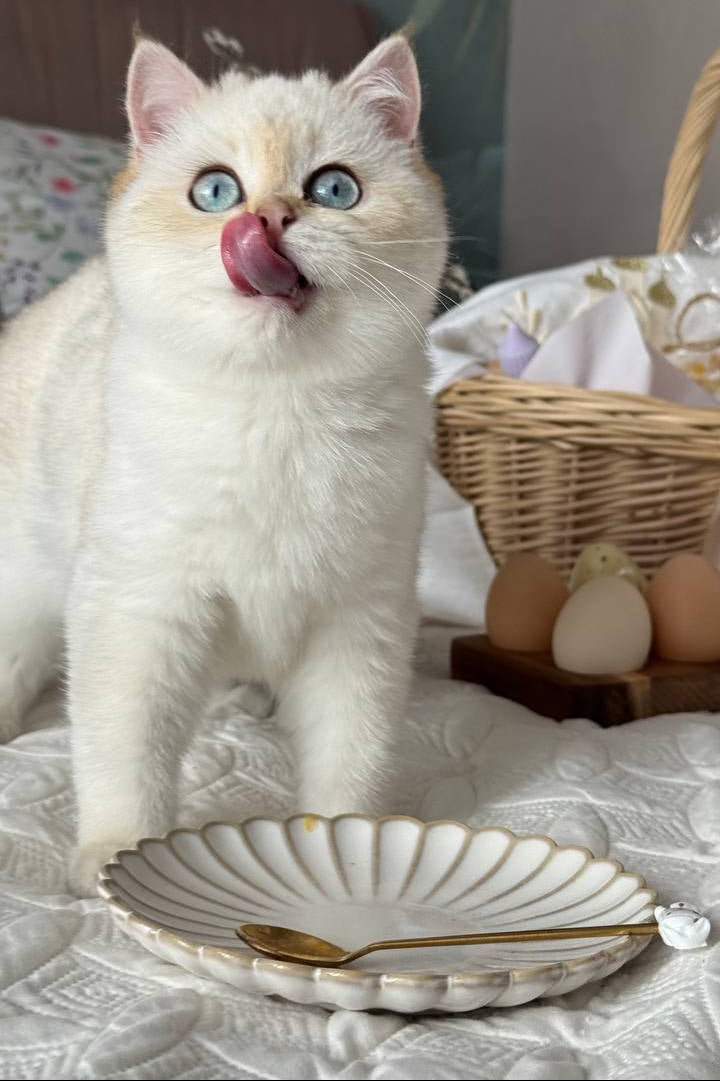 
                  
                    Umka
                  
                