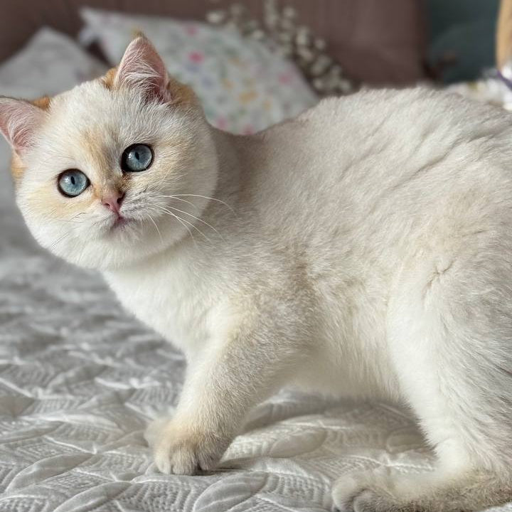 
                  
                    Umka
                  
                