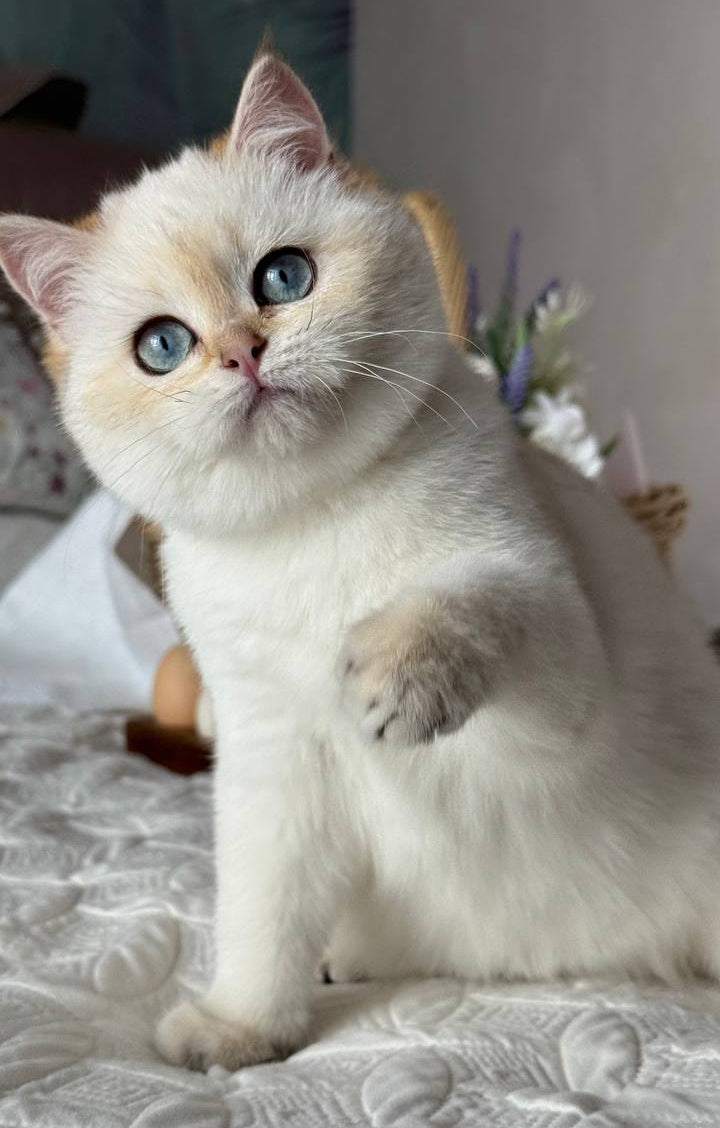 
                  
                    Umka
                  
                