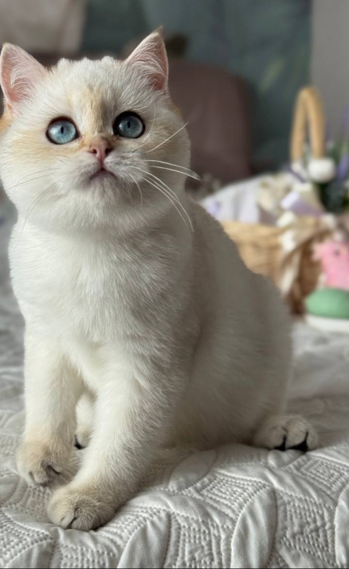 
                  
                    Umka
                  
                