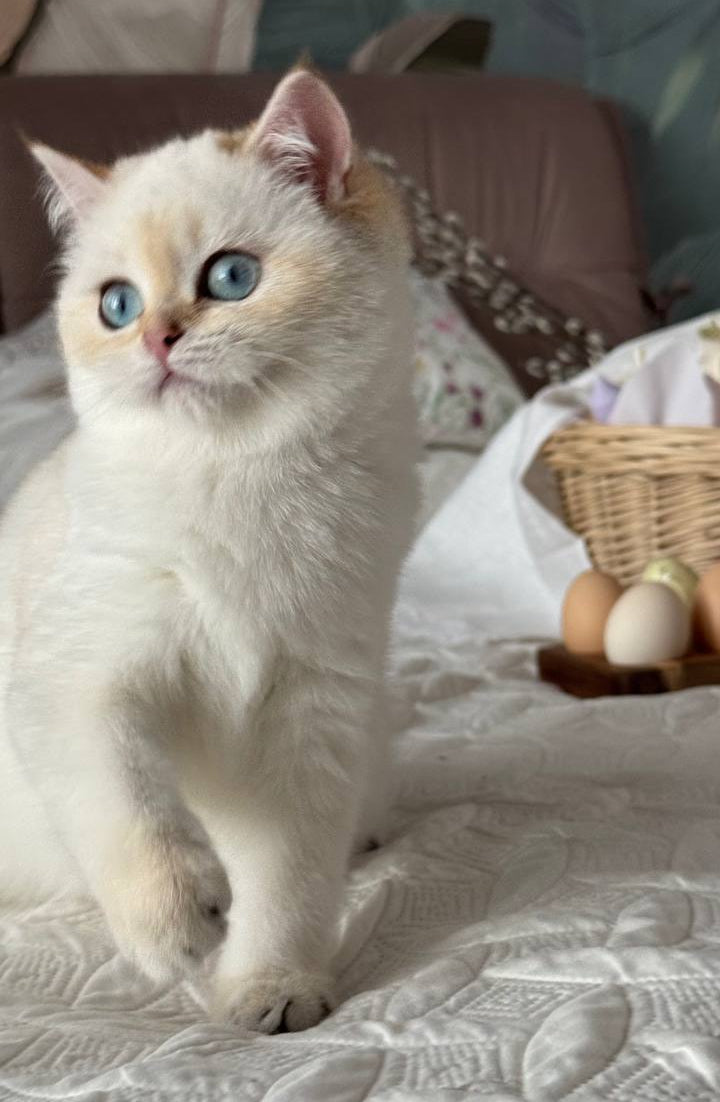 
                  
                    Umka
                  
                