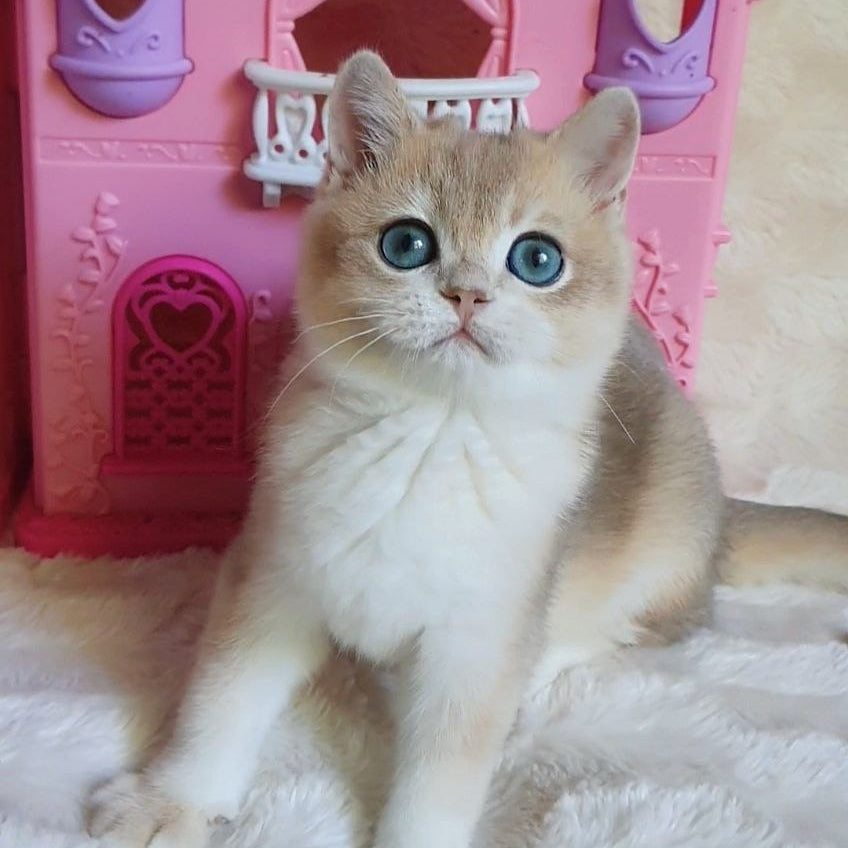 
                  
                    Garfield
                  
                