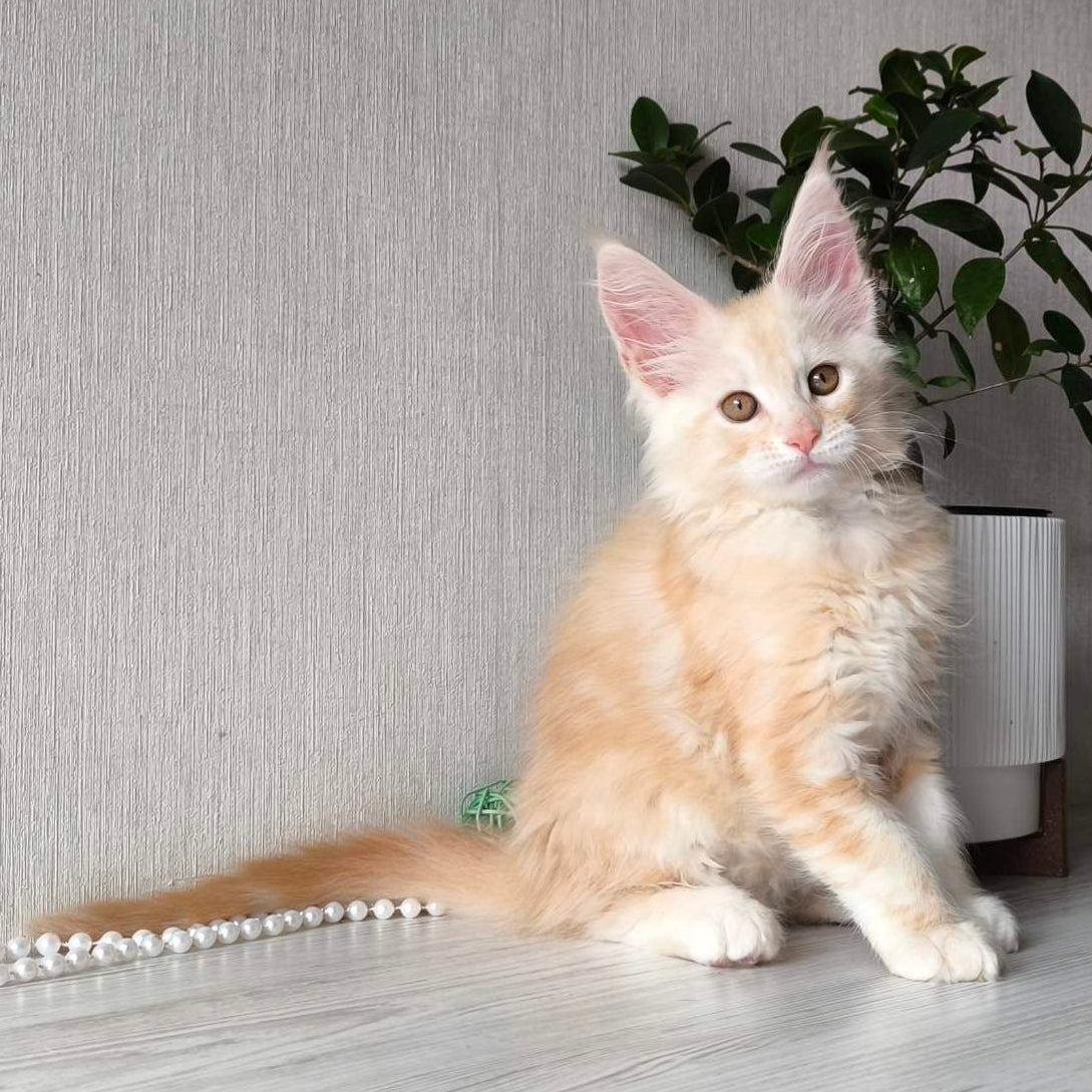 
                  
                    Lily
                  
                