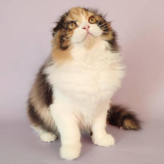
                  
                    Carmelita
                  
                