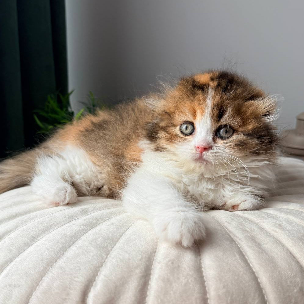 
                  
                    Carmelita
                  
                