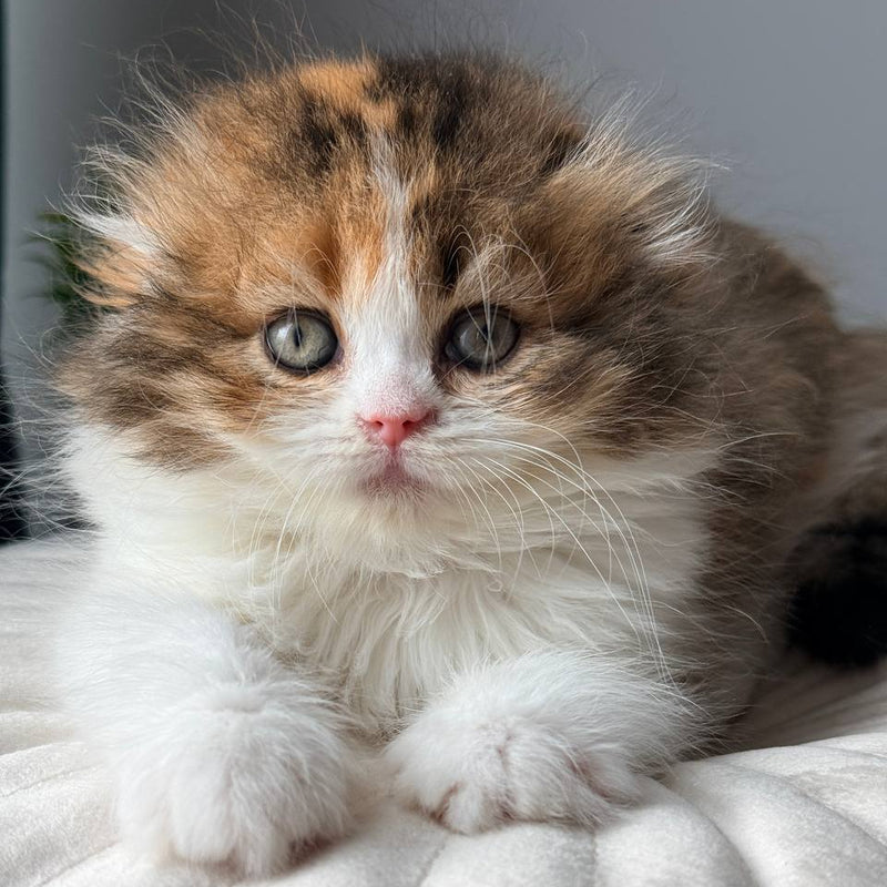 Carmelita