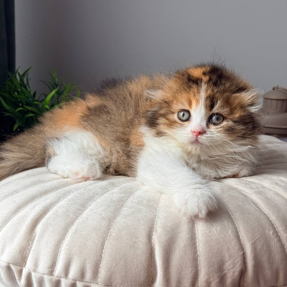 
                  
                    Carmelita
                  
                
