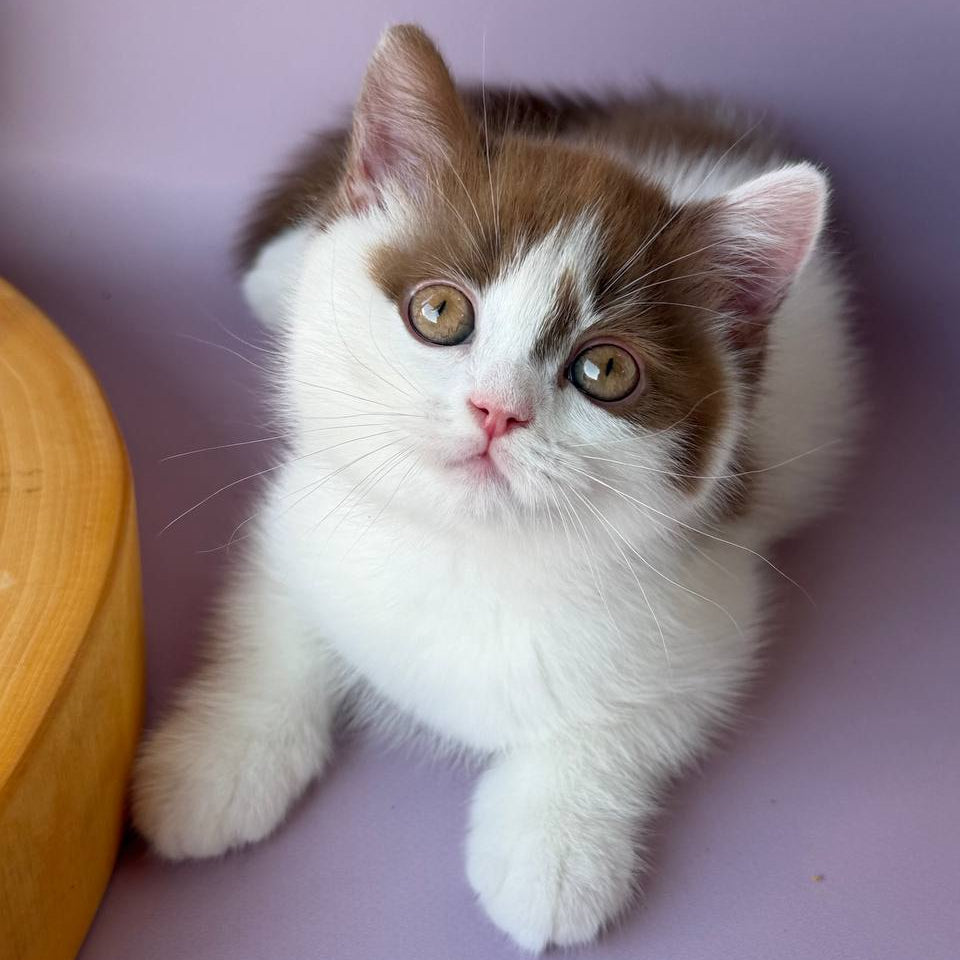 
                  
                    Ferris
                  
                