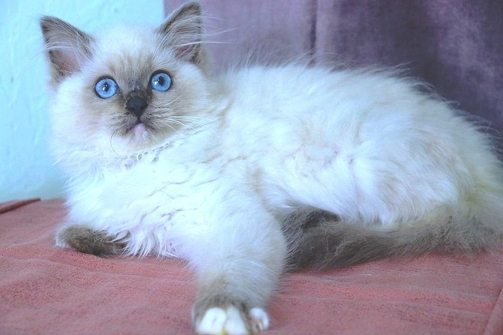 
                  
                    Wanda
                  
                