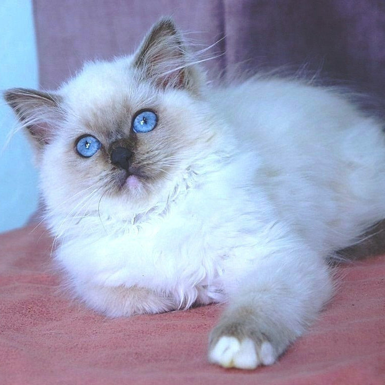 Wanda