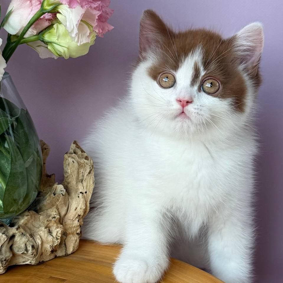 
                  
                    Ferris
                  
                