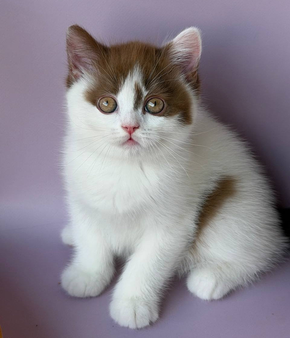 
                  
                    Ferris
                  
                