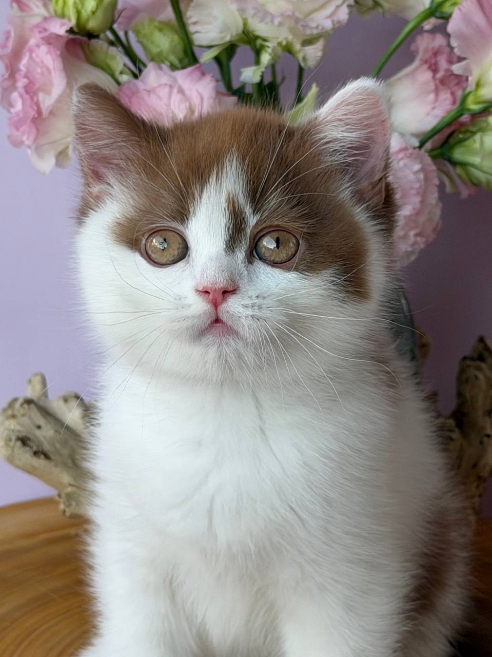 
                  
                    Ferris
                  
                