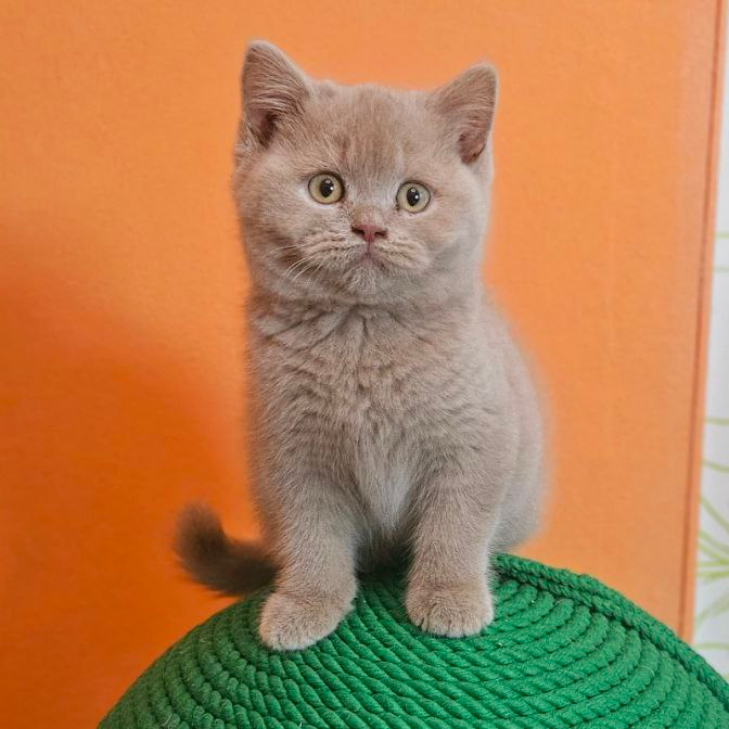 Fabian
