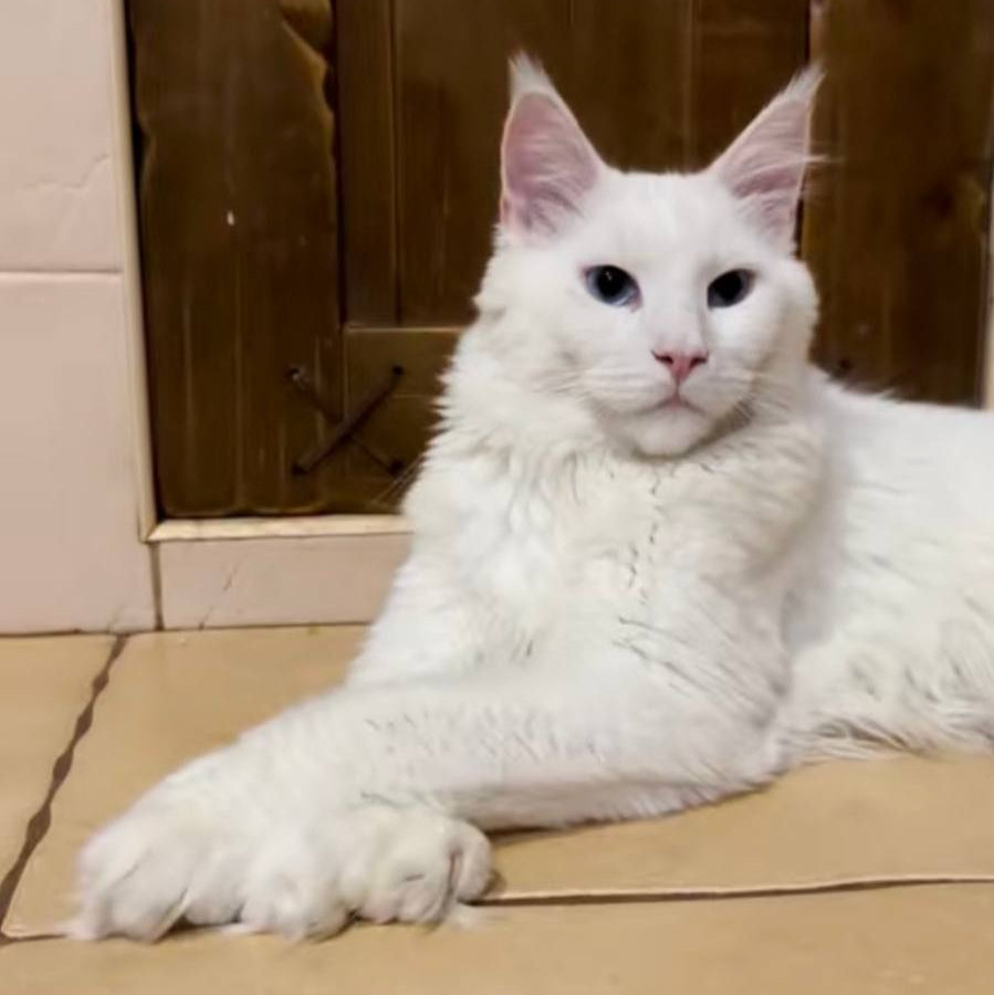 Tomas