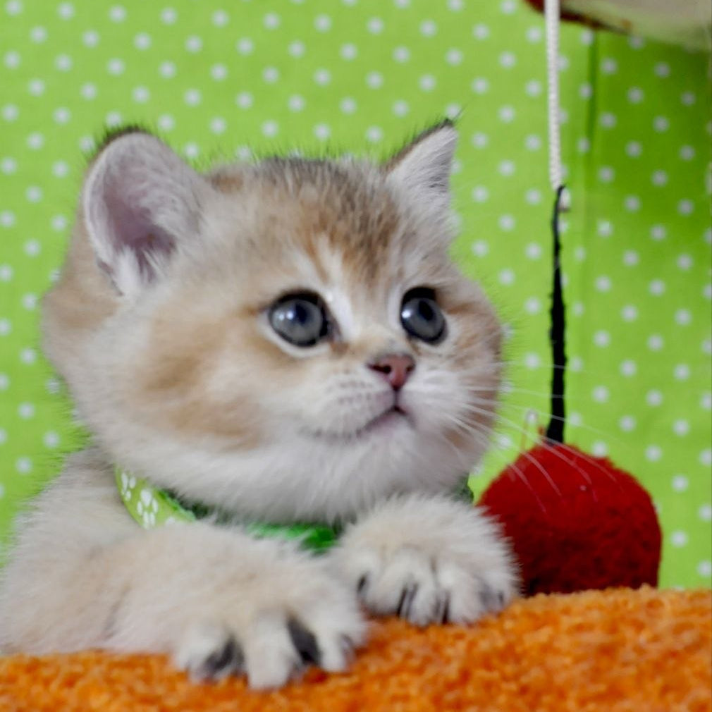 
                  
                    Mimi
                  
                