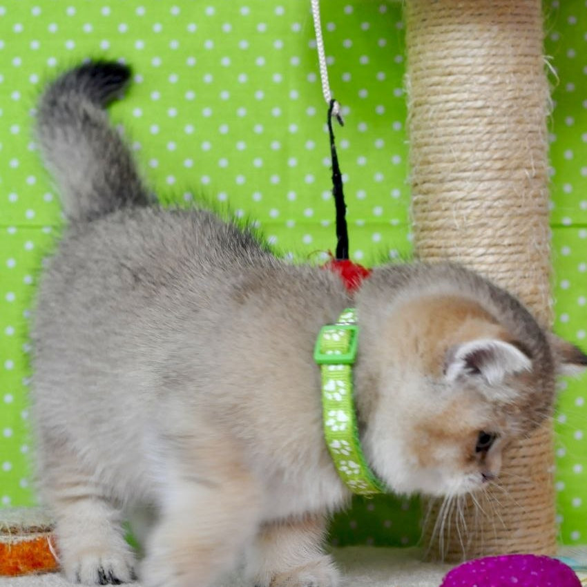 
                  
                    Mimi
                  
                