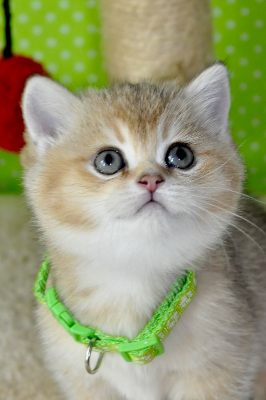 
                  
                    Mimi
                  
                