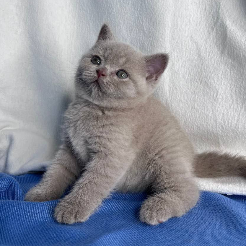 
                  
                    Oliver
                  
                