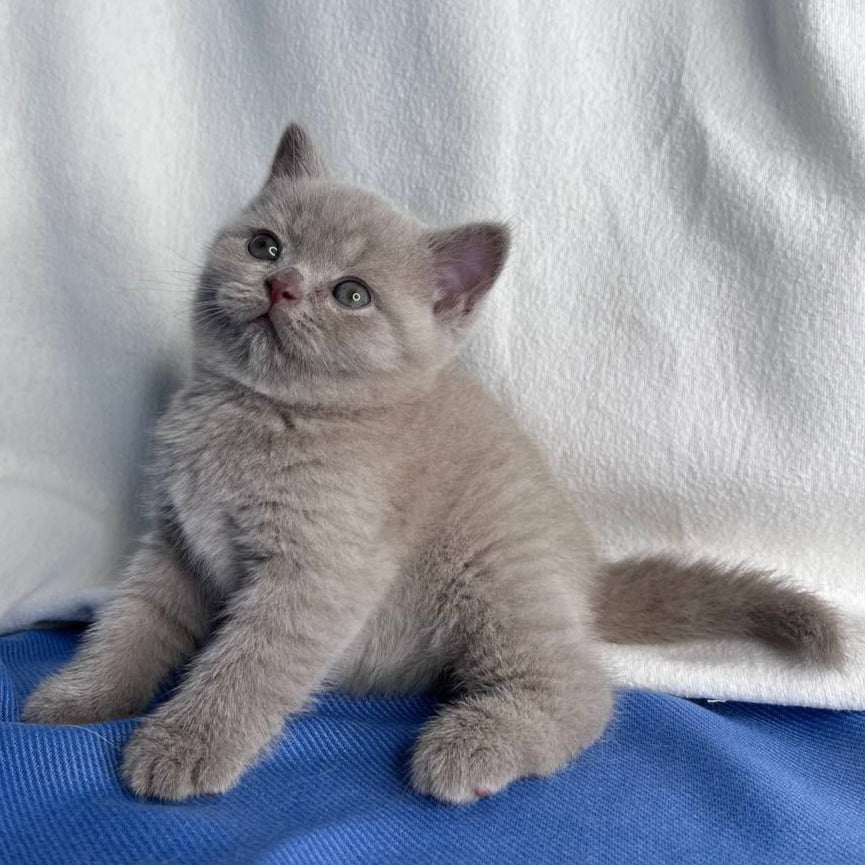 
                  
                    Oliver
                  
                