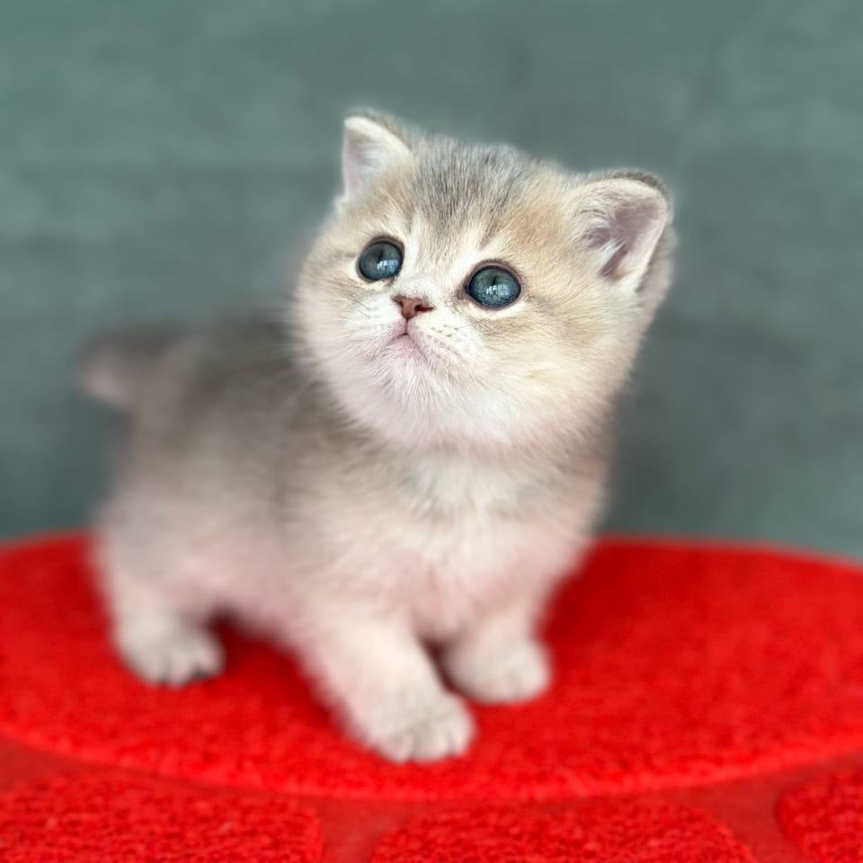 
                  
                    Inga
                  
                
