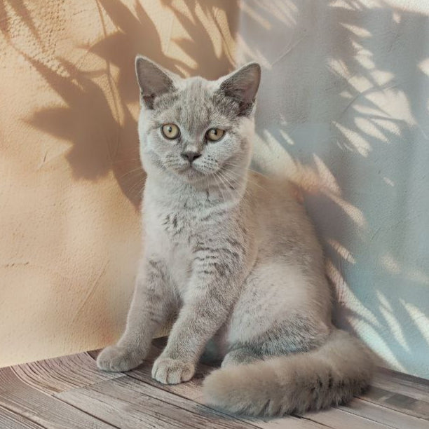 Milana