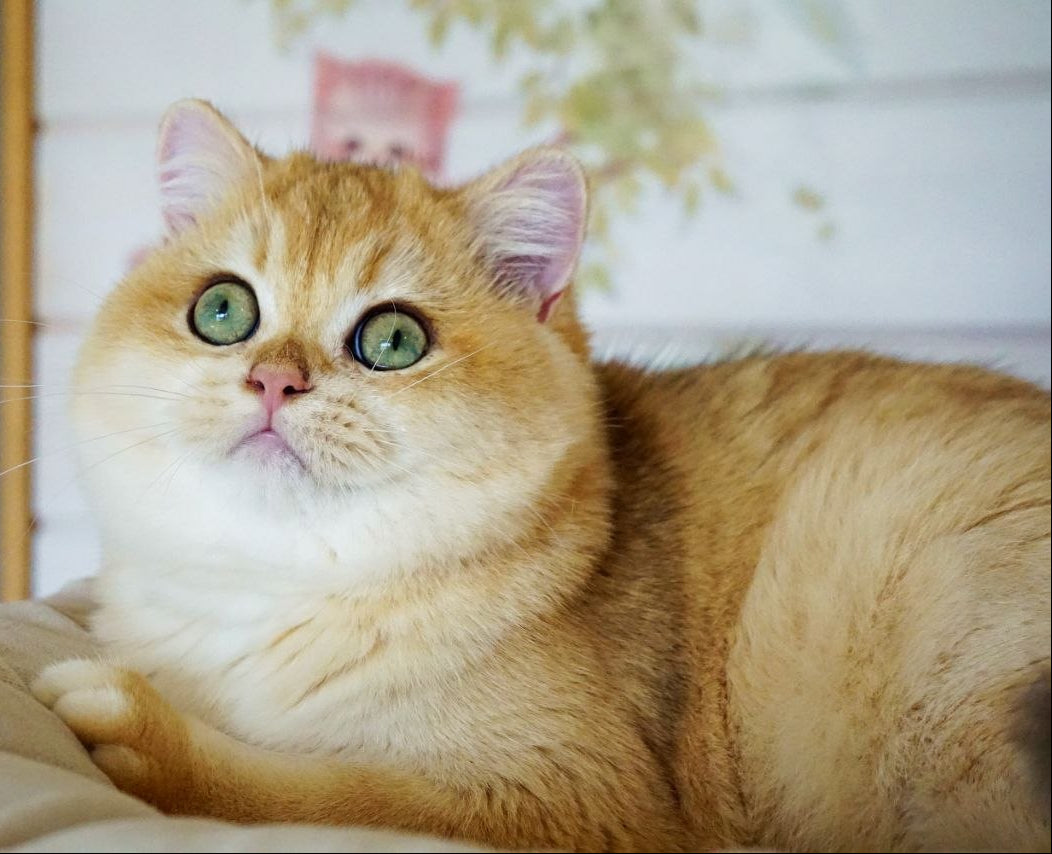 
                  
                    Deni
                  
                