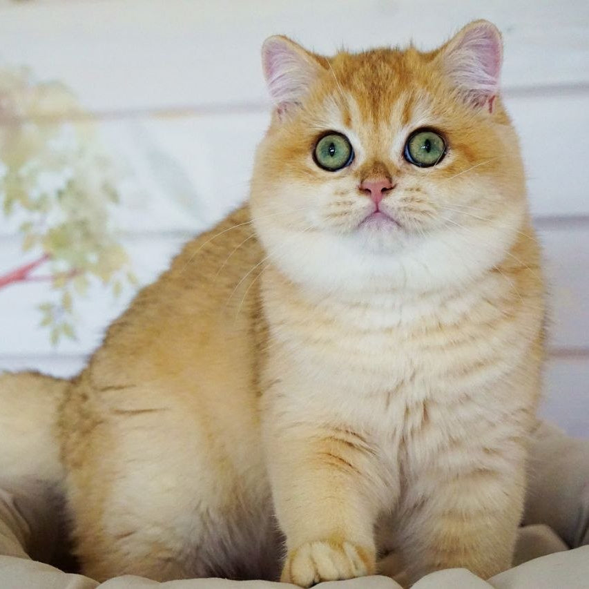 
                  
                    Deni
                  
                
