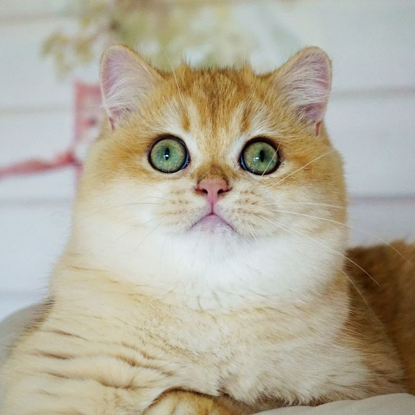 
                  
                    Deni
                  
                