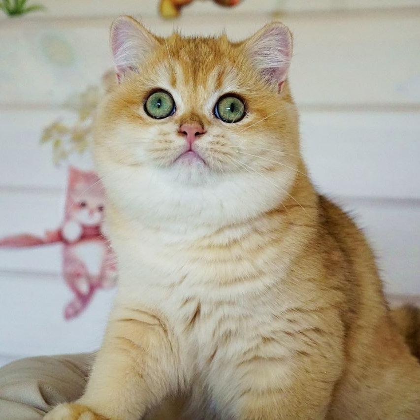 
                  
                    Deni
                  
                