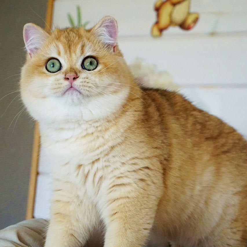 
                  
                    Deni
                  
                