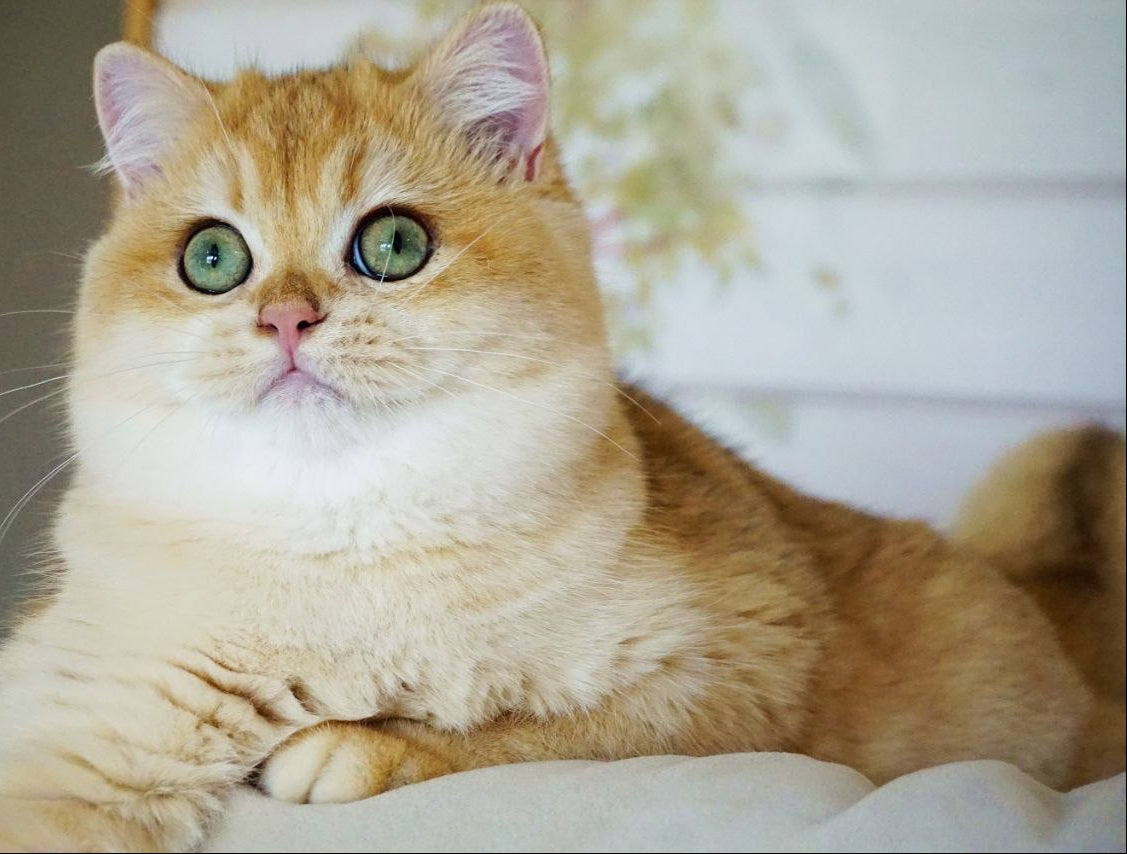 
                  
                    Deni
                  
                