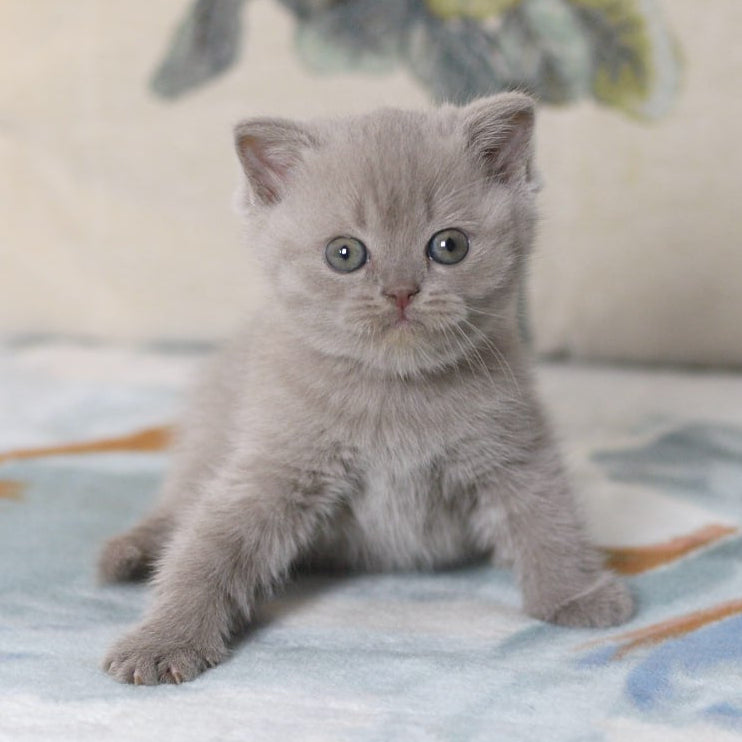 Lilu