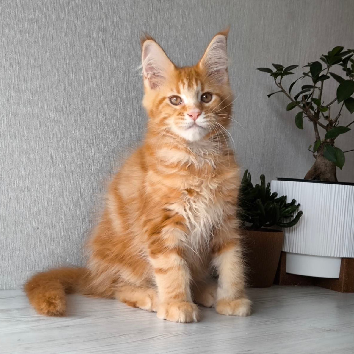 
                  
                    Osman
                  
                