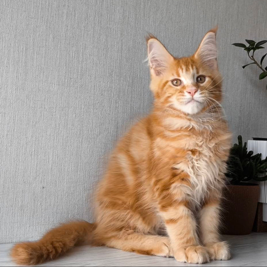 
                  
                    Osman
                  
                
