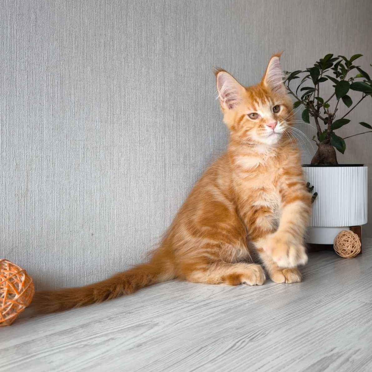 
                  
                    Osman
                  
                