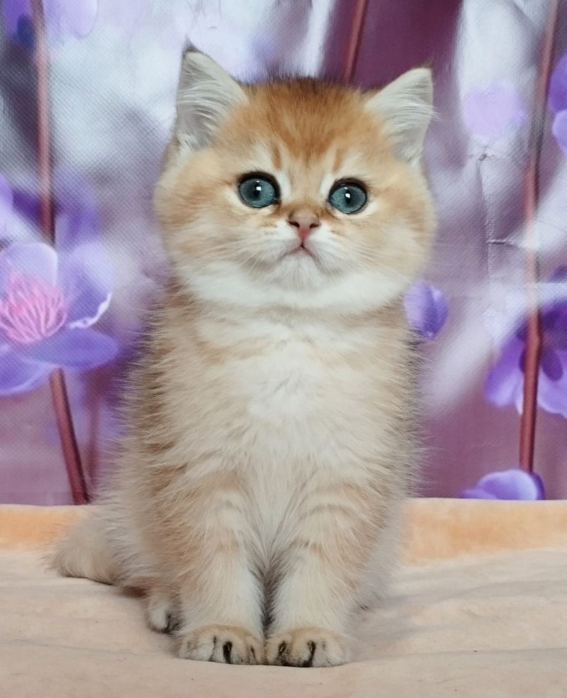 Bambi
