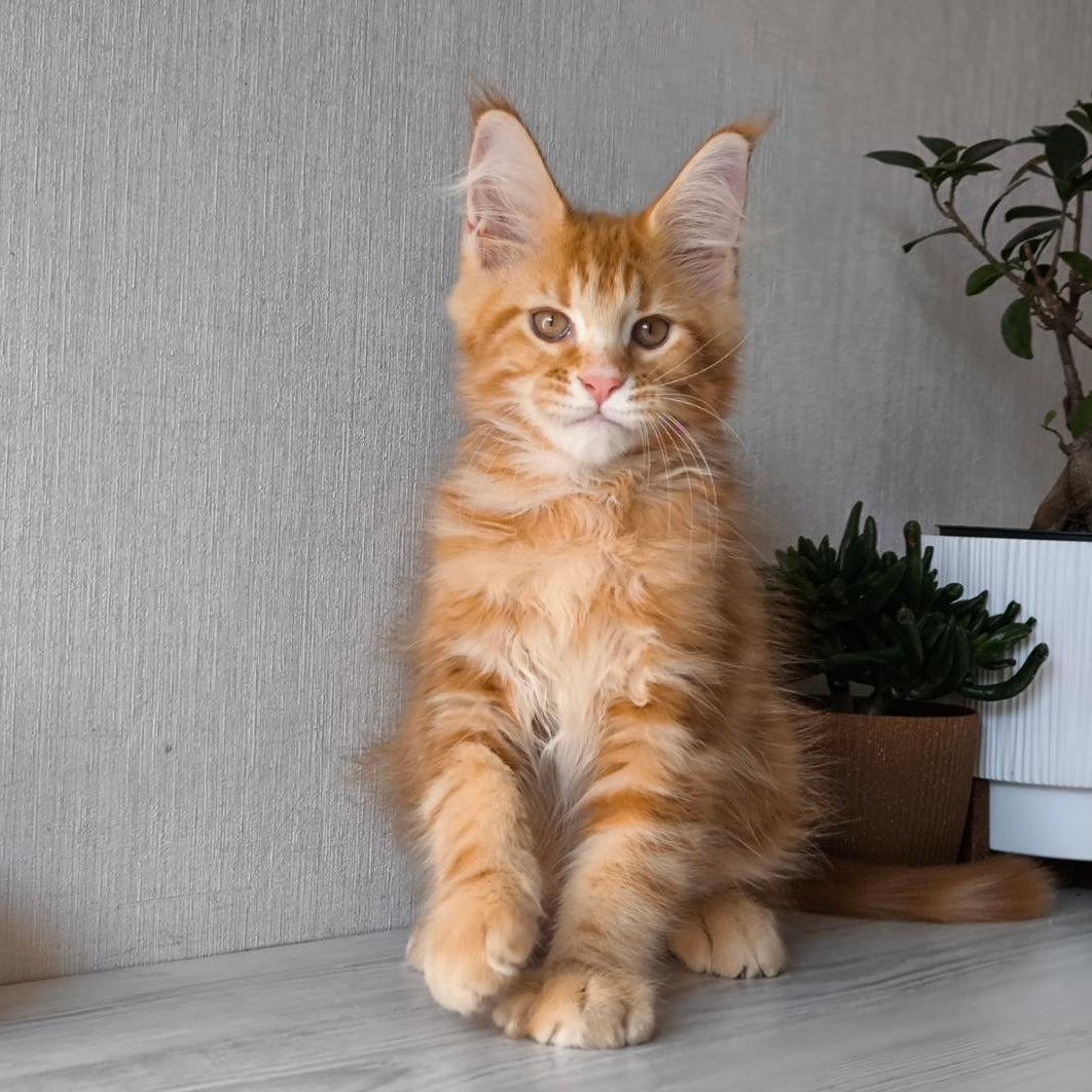 
                  
                    Osman
                  
                